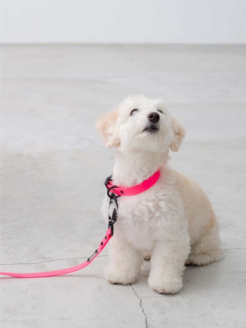 Dog Sports Collar 詳細画像 pink 1