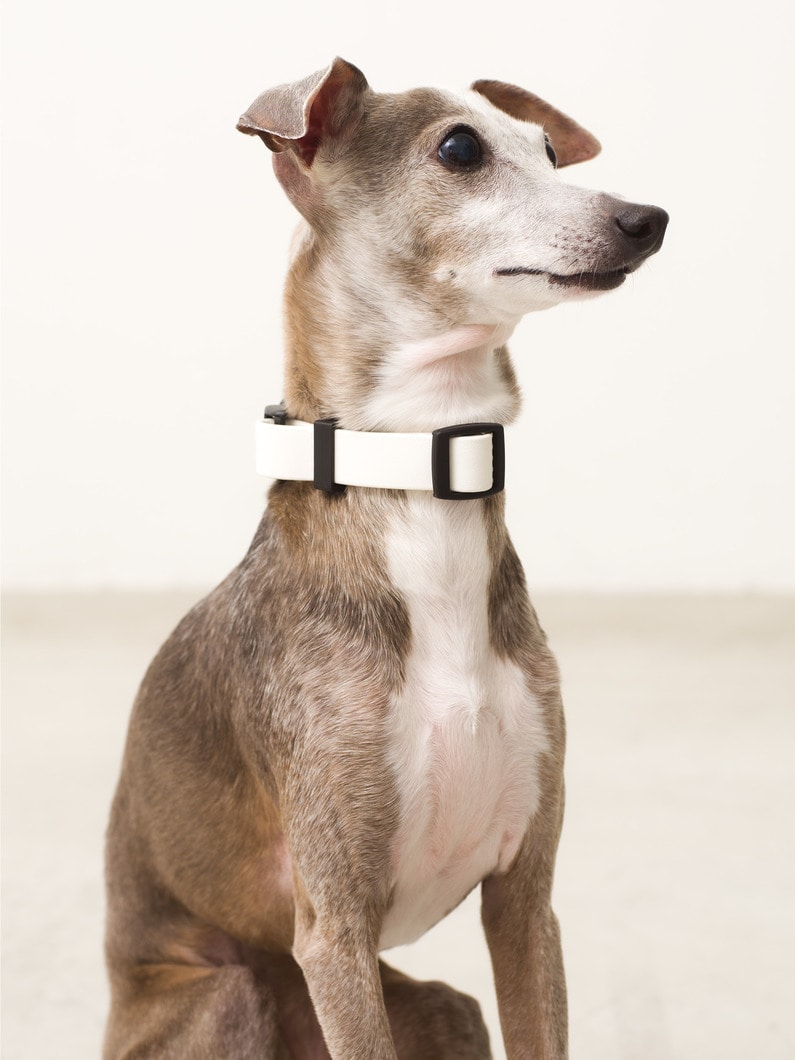 Dog Sports Collar（navy / white） 詳細画像 white