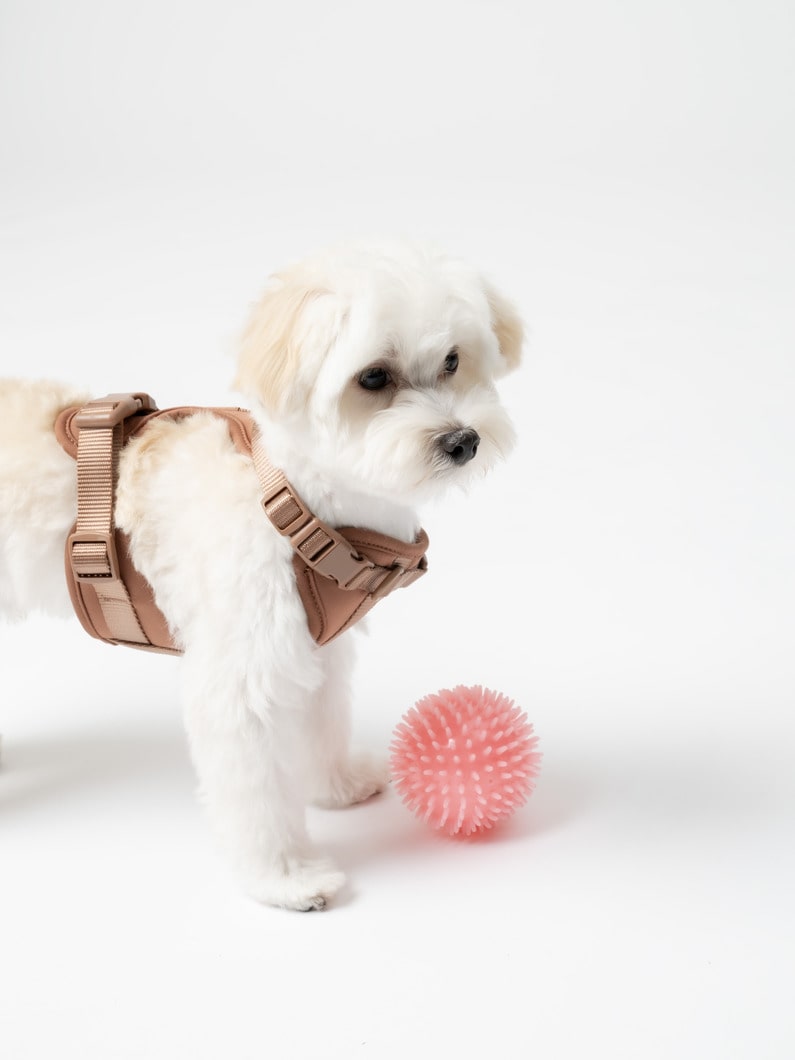 ピギー ドッグ ボール 詳細画像 other 3