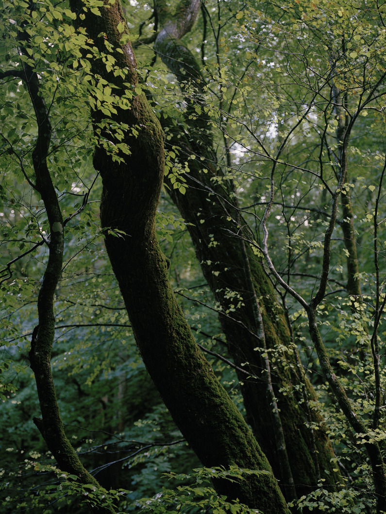 【限定】Hermann ハーマン ジャパニーズ ベアー コレクター NO.90 限定】Hermann ハーマン ジャパニーズ ベアー コレクター NO.90