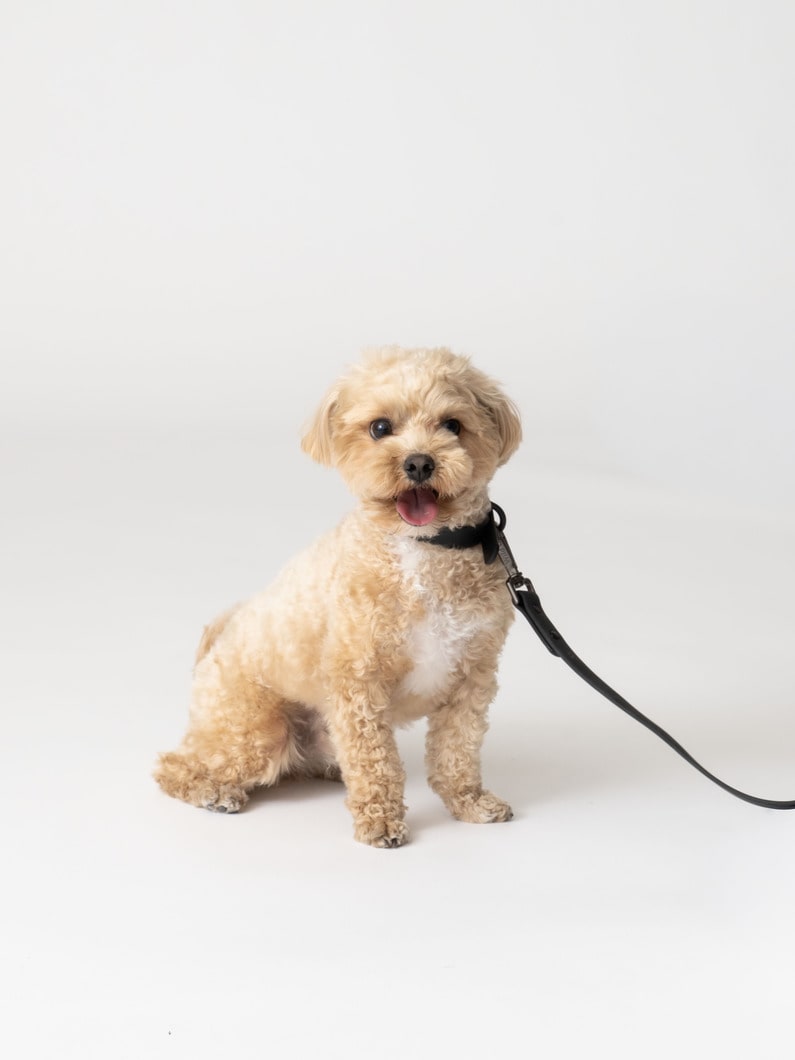 ドッグ リーシュ（S） 詳細画像 black 4