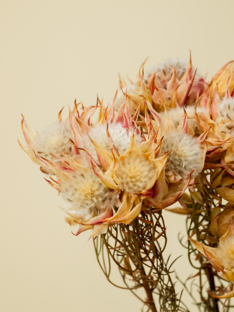 Ron Herman Living_2025 Fall_033