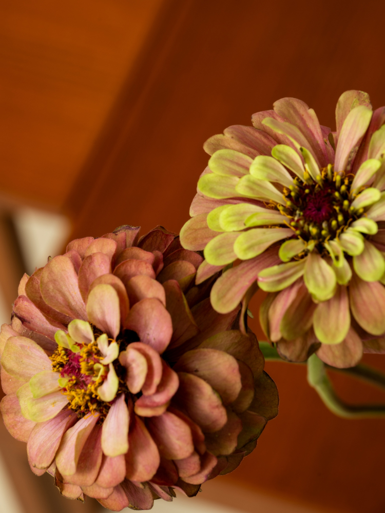 Ron Herman Living_2025 Fall_058